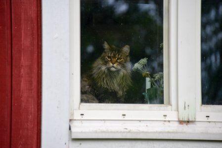 图片:猫从窗户后面盯着