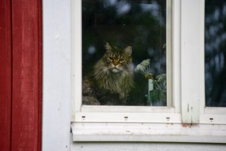 图片：猫从窗户后面盯着
