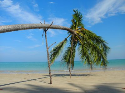 图片：海滩场景与棕榈树水平倾斜，由树枝绘制