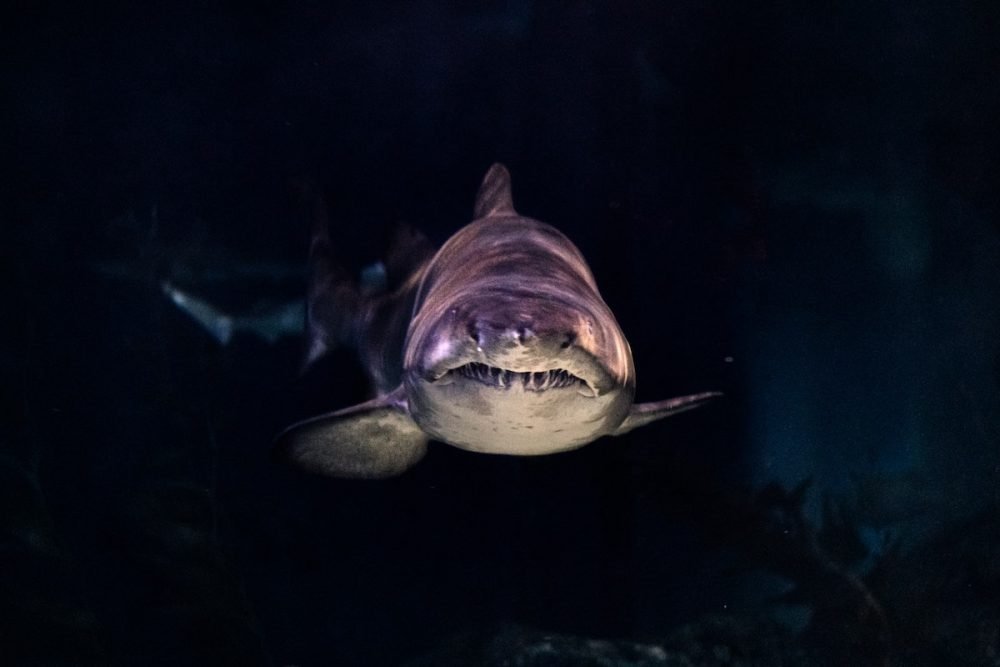 图片：昏暗的鲨鱼水下水下