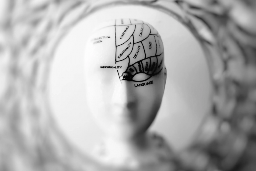 图片:一个白色的瓷头，上面画着黑线，表示大脑控制认知功能的区域。