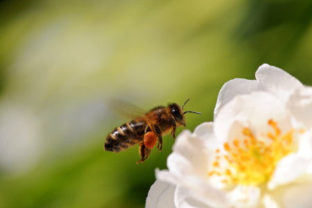 图片:一只蜜蜂和一个完整的花粉袋飞过一个月见草